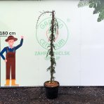 Céder atlantský (Cedrus atlantica) ´GLAUCA PENDULA´ - výška 200-220 cm, kont. C55L 